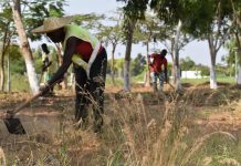 Omatapalo junta-se à campanha de arborização no Kilamba Capim Kilamba