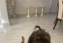 “Caniche” encontrado na via pública